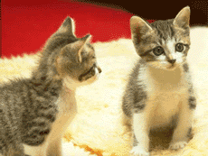 Petit chat